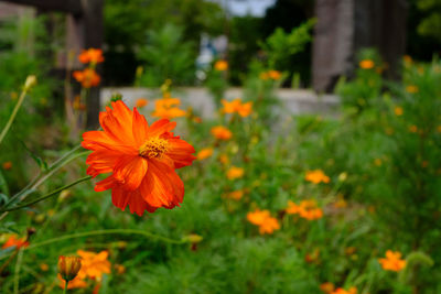 Close-up of orange flower in garden