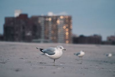 Seagull perching on beach