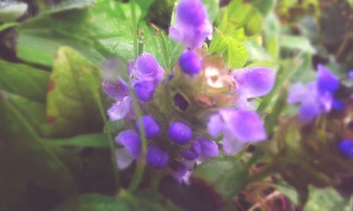 Close-up of purple flowers blooming