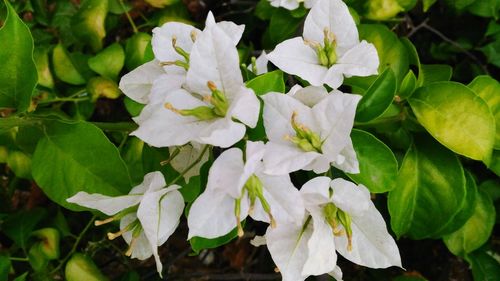 Close-up of white flowers