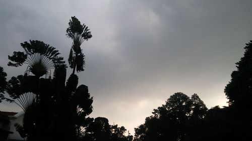Low angle view of silhouette trees against sky