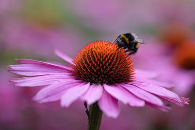 Close-up of honey bee pollinating on purple flower