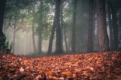 Autumn leaves on land in forest