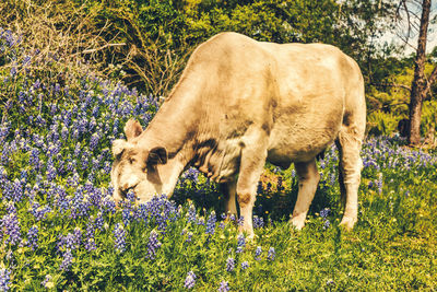 Horse in a field