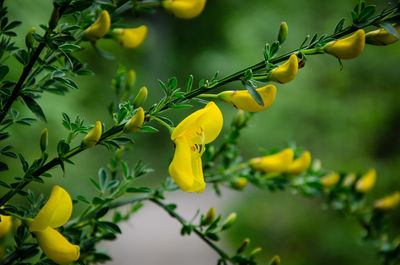 Close-up of yellow flowering plant