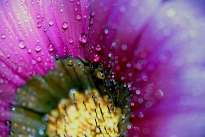 Close-up of wet pink flower