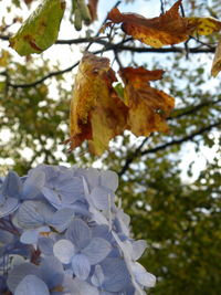 Close-up of autumnal leaves on tree