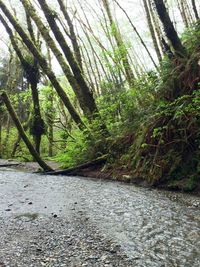 Trees in forest