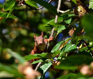 Portrait of lizard on a plant