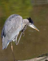 Close-up of gray heron perching on a lake