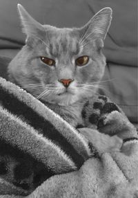 Close-up portrait of cat resting on floor