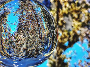 Close-up of christmas tree against blue sky