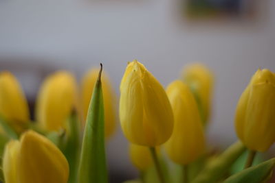 Close-up of yellow tulips