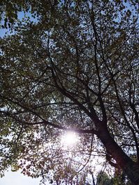 Low angle view of trees