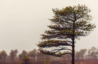 Close-up of tree against clear sky