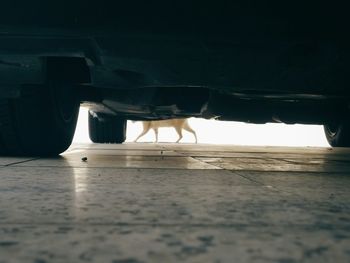 Low section of horse in car