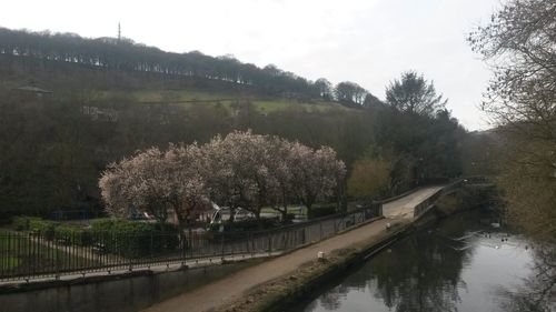 Reflection of trees in river