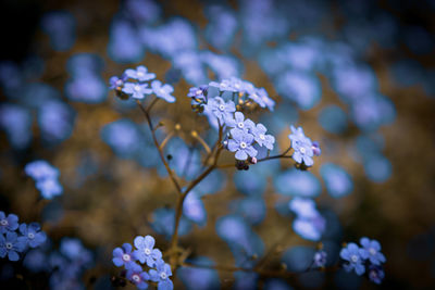 Close-up of purple flowering plant