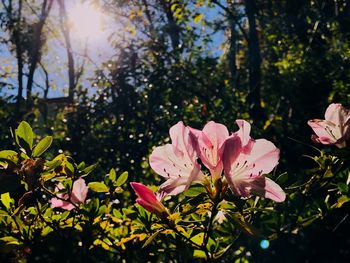 Close-up of pink flowers blooming on tree