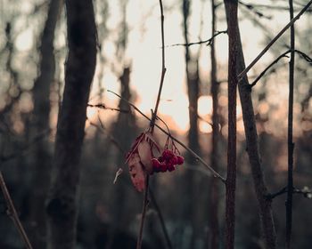 Close-up of flower tree