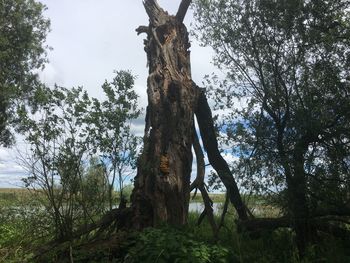 Low angle view of tree in forest