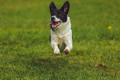 Puppy playing