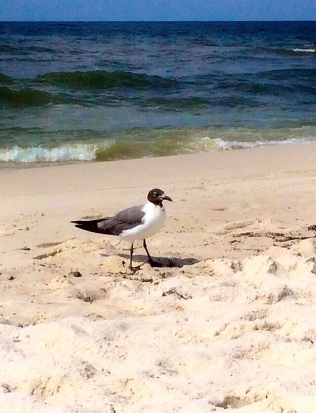 beach, bird, sea, sand, shore, water, seagull, horizon over water, nature, wave, beauty in nature, tranquility, tranquil scene, outdoors, sea bird, day, coastline, no people, scenics, ocean, idyllic, sky