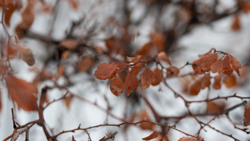Close-up of dried leaves during winter