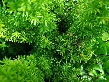 Full frame shot of fresh green leaves