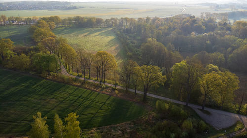 High angle view of trees on landscape