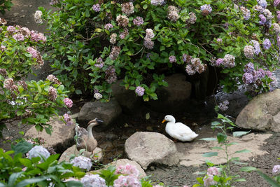 View of ducks on rock by water