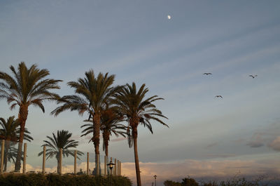 Birds flying over palm trees against sky