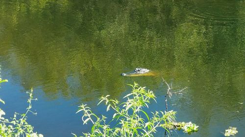 Reflection of trees in water