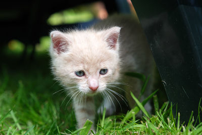 Close-up of cat