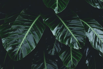 Full frame shot of leaves