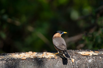 Close-up of bird perching on rock