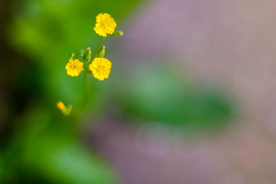 Close-up of yellow flowering plant