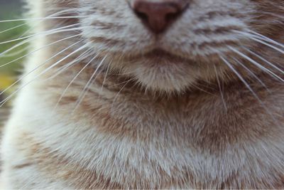 Close-up of cat