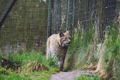 Cat looking at zoo