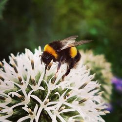 Close-up of bee on yellow flower