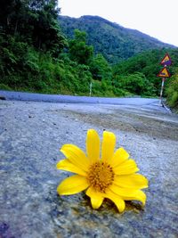 Close-up of yellow flower on road