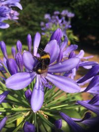 Close-up of bee pollinating on purple flower