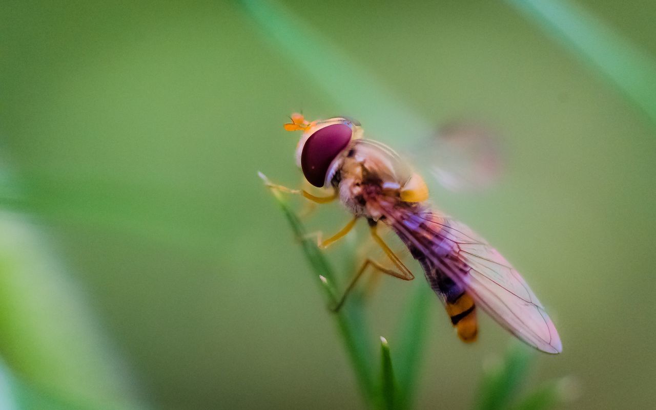 insect, one animal, animal themes, animals in the wild, wildlife, flower, close-up, fragility, pollination, focus on foreground, nature, petal, beauty in nature, freshness, selective focus, growth, plant, bee, flower head, single flower