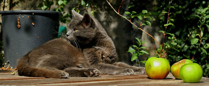 View of black cat with fruits in foreground