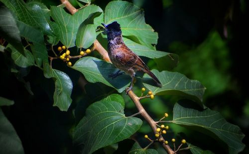 Close-up of bird perching on flower