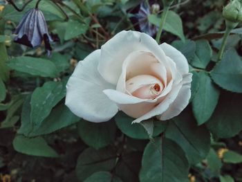 Close-up of rose flower