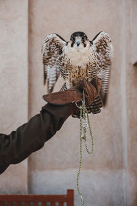 Low angle view of human hand holding bird