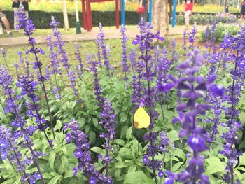 Close-up of purple flowers blooming outdoors