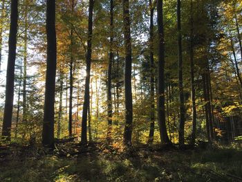 Trees in forest