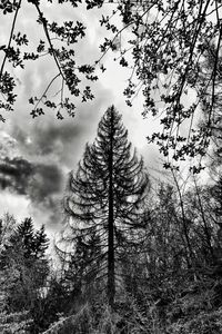 Low angle view of trees on field against sky
